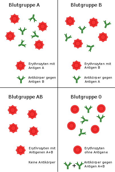 commons.wikimedia.org/wiki/File:Blutgruppen_AB0-System.svg