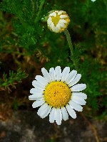 Chamaemelum nobile (Kamille) - fotoquelle http://www.commons.wikimedia.org/wiki/File:Chamaemelum_nobile_002.JPG