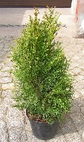Thuja occidentalis (Lebensbaum) - fotoquelle http://www.commons.wikimedia.org/wiki/File:T_occidentalis_smaragd.jpg
